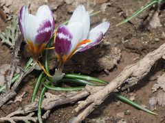 Crocus sieberi