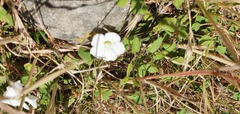 Convolvulus waitaha