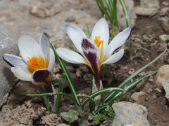Crocus sieberi