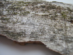 Mycocalicium subtile