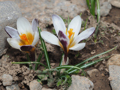 Crocus sieberi