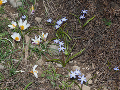 Scilla nana