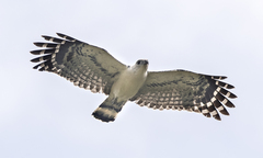 White-Collared Kite photo 1