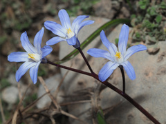 Scilla nana