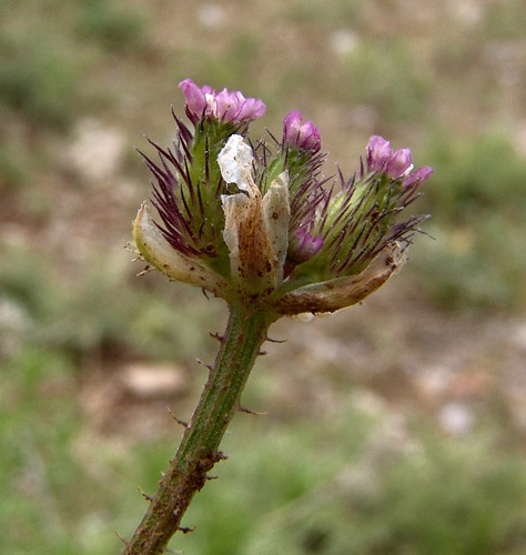 Turgenia