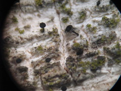 Mycocalicium subtile