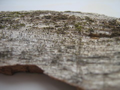 Mycocalicium subtile