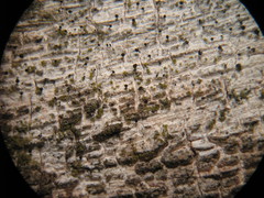 Mycocalicium subtile