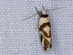 Eremnotypa steriphota