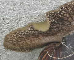 Cochlitoma granulata