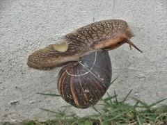 Cochlitoma granulata