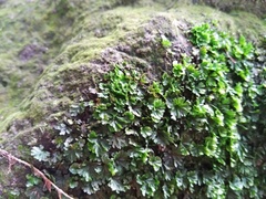 Crepidomanes minutum