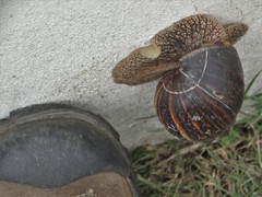 Cochlitoma granulata