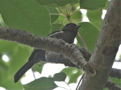 Melaniparus niger niger