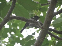 Melaniparus niger niger