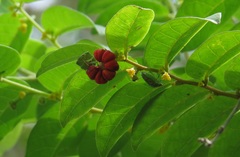 Glochidion benthamianum