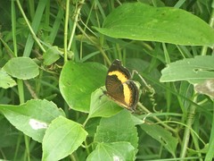 Junonia elgiva