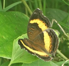 Junonia elgiva