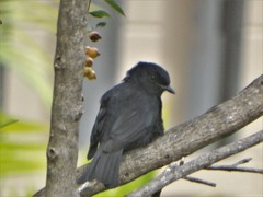 Melaenornis pammelaina ater