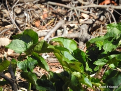 Arum cylindraceum