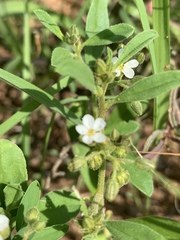 Limeum viscosum transvaalense