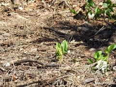 Arum cylindraceum