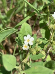 Limeum viscosum transvaalense