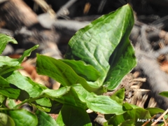 Arum cylindraceum