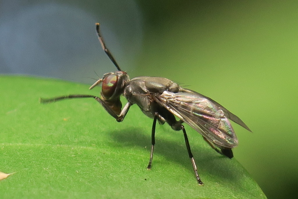 Plagiostenopterina