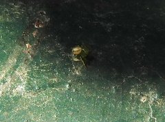 Lysiteles