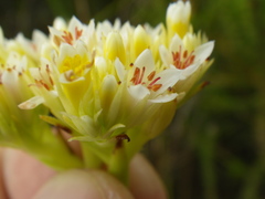 Crassula flava