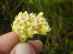 Crassula flava