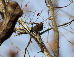 Colaptes auratus auratus