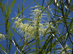 Grevillea parallela