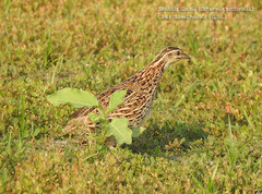 Coturnix pectoralis