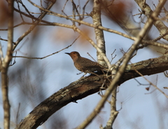 Colaptes auratus auratus