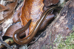 Australopacifica sowerbyi