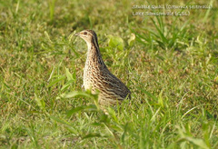 Coturnix pectoralis