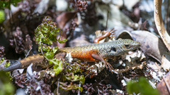 Tropidoscincus variabilis