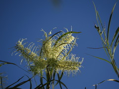 Grevillea parallela