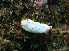 Goniobranchus daphne