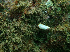 Goniobranchus daphne