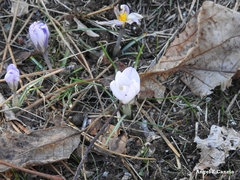 Crocus carpetanus