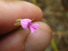 Indigofera filiformis