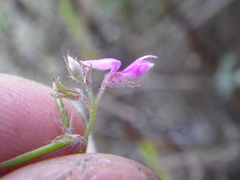 Indigofera filiformis