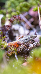 Tropidoscincus variabilis