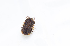 Pseudolaureola deharvengi