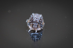 Pseudolaureola deharvengi