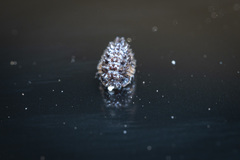 Pseudolaureola deharvengi