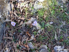 Crocus carpetanus
